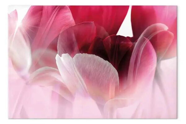 Quadro moderno Natura: Tulipani rosa