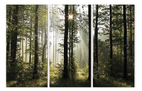 Quadro moderno Natura: Mattina nel bosco - paesaggio estivo, bagliore solare