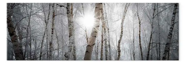 Quadro su tela Foresta invernale - paesaggio di alberi bianchi in inverno