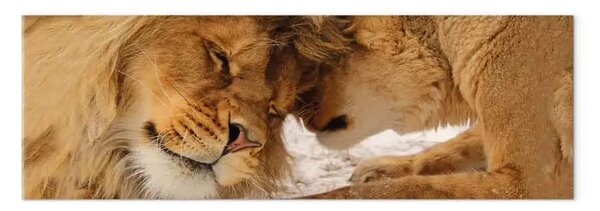 Quadro Leone e leonessa - coppia romantica di animali