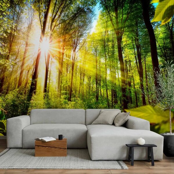 Carta da parati Nascondiglio nella foresta - foresta con raggi di sole tra gli alberi