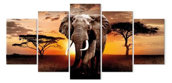 Quadro moderno Passeggiata dell'elefante (5 parti) - tramonto sulla savana africana