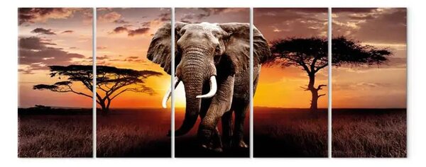 Quadro Elefante africano (5 parti) - animale al tramonto africano