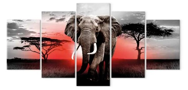 Quadro contemporaneo Elefante solitario