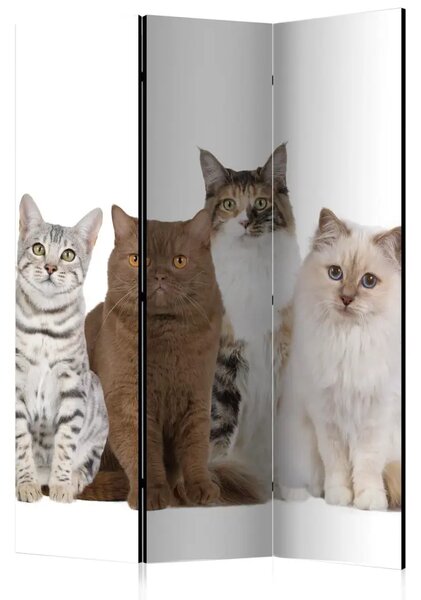 Paravento design Gatti carini - animali bianchi e beige su sfondo bianco uniforme