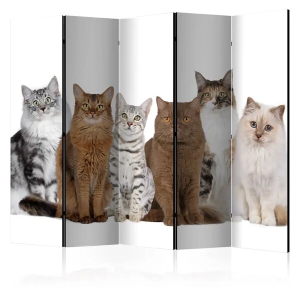 Paravento separè Gatti carini II - animali bianchi e beige su sfondo bianco uniforme
