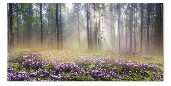 Quadro su tela Prato viola largo - paesaggio bosco e fiori primaverili