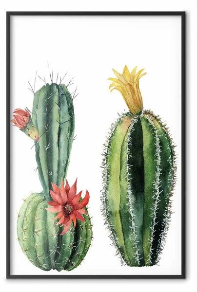 Poster: Cactus - due piante tropicali fiorite su sfondo bianco