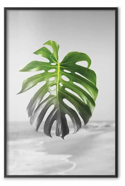 Poster: Foglia di Monstera - pianta tropicale verde