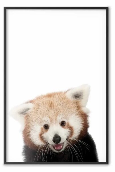 Poster: Panda giovane - animale allegro su sfondo bianco
