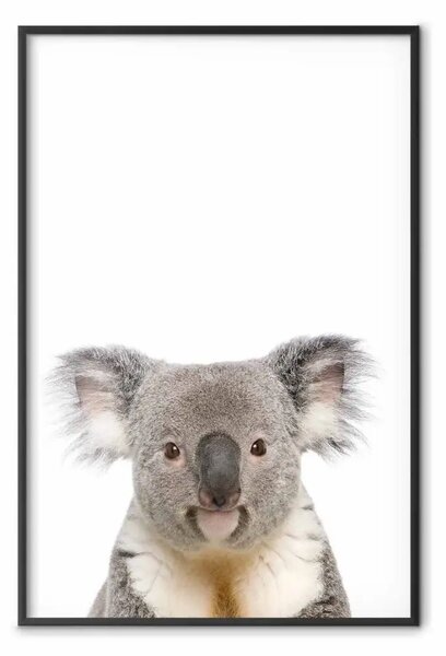 Poster: Koala - bambino con mammifero australiano grigio-bianco