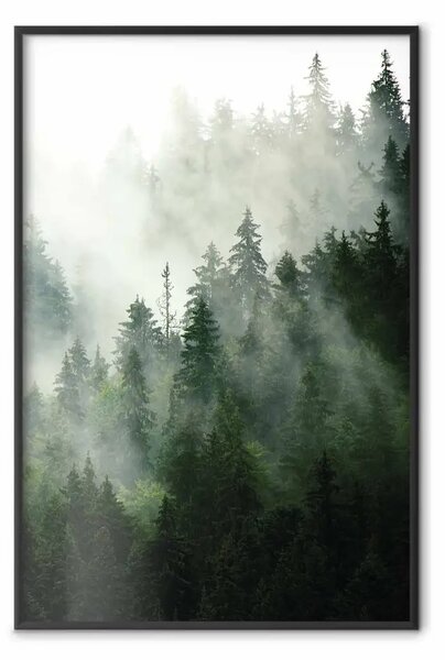 Poster: Foresta di conifere - alberi verdi nella densa nebbia