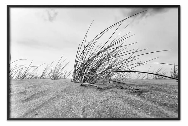 Poster: Canna da mare - vegetazione sabbia in B/N