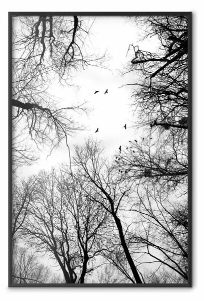 Poster: Volo invernale - uccelli tra cime alberi in B/N