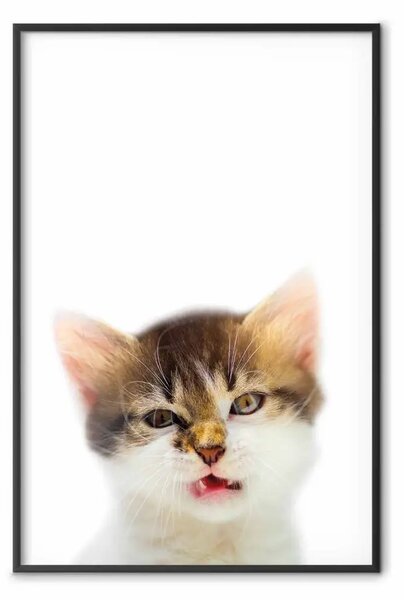 Poster: Gatto infastidito - espressione buffa in B/N