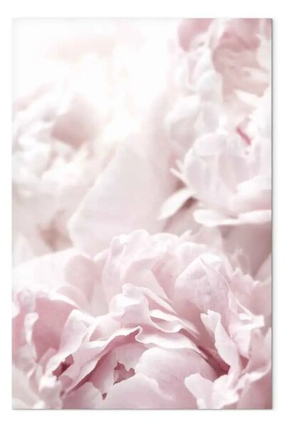 Quadro Bellezza della natura - fiori di peonia in tonalità di rosa