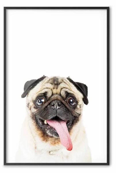 Poster: Carlino - cane sorridente su sfondo bianco