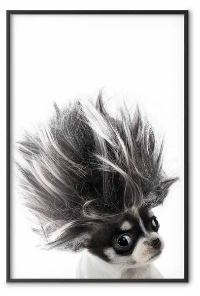 Poster: Chihuahua - cagnolino con capelli fluenti su sfondo bianco