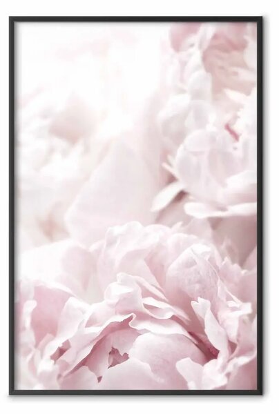 Poster: Peonie soffici - una composizione vegetale con fiori con petali rosa