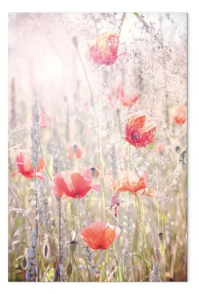 Quadro contemporaneo Colori della primavera - papaveri in un prato pieno di fiori