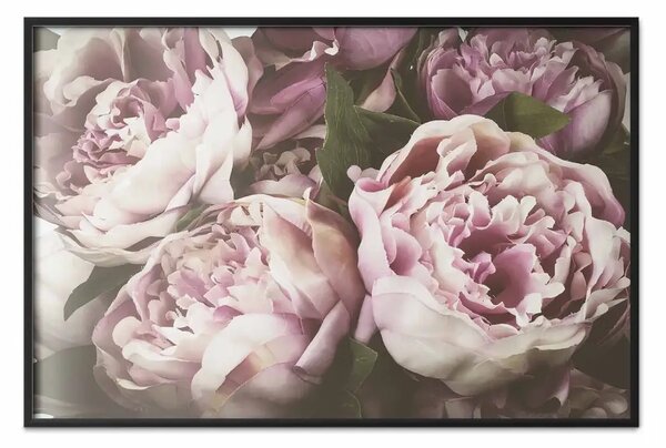 Poster: Peonie rosa: una composizione vegetale con fiori dai colori pastello