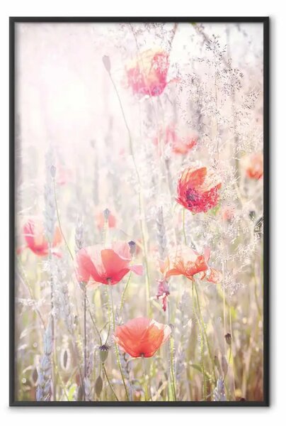 Poster: Prato estivo - papaveri rossi tra fiori colorati