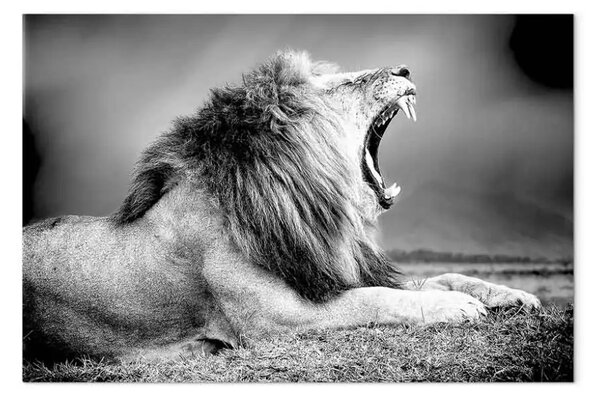 Quadro su tela Il potere del ruggito di un leone - un animale predatore in bianco e nero