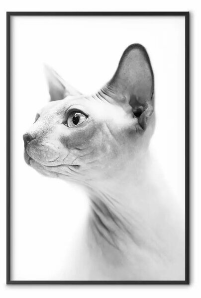 Poster: Gatto glabro - ritratto di gatto peterbald di profilo