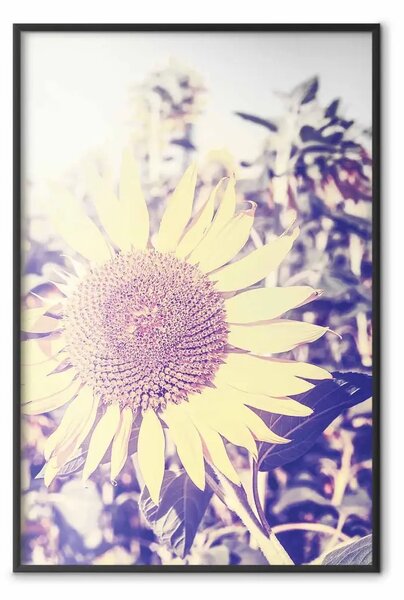 Poster: Girasole - composizione estiva con fiori gialli