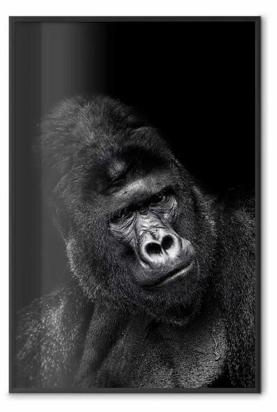 Poster: Gorilla di montagna - ritratto di scimmia africana