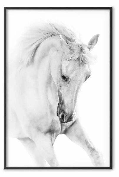 Poster: Cavallo bianco - ritratto in bianco e nero di animale maestoso