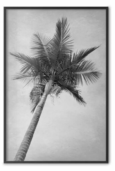 Poster: Palma alta - paesaggio tropicale dal punto di vista di una rana
