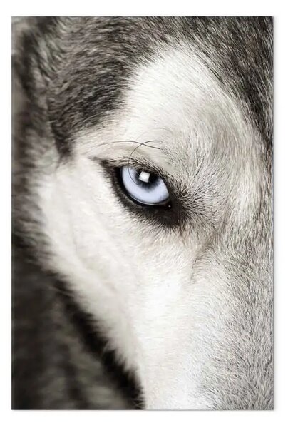 Quadro su tela Sguardo di cane verticale