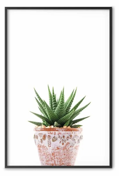 Poster: Piante grasse in vaso - foglie verdi su sfondo semplice