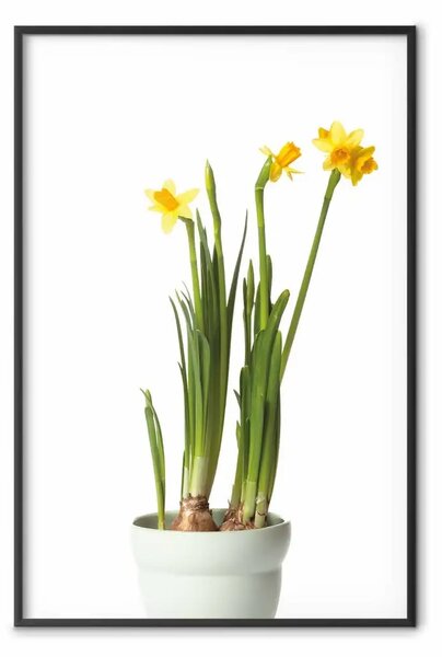 Poster: Narciso - fiori gialli in vaso su sfondo bianco