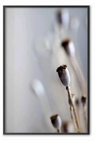 Poster: Papaveri secchi: fiori senza petali su sfondo grigio