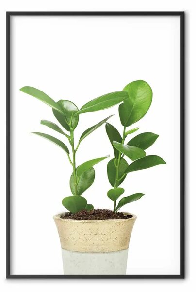 Poster: Pianta in vaso - composizione con foglie verdi su sfondo semplice