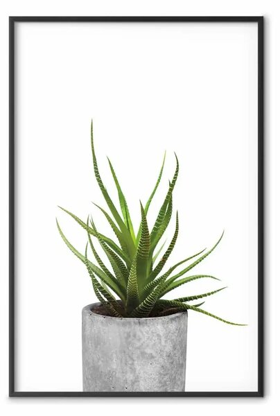 Poster: Haworsia - pianta verde in vaso di cemento