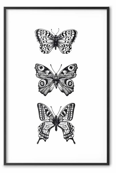 Poster: Tre farfalle diverse: composizione bianco e nero