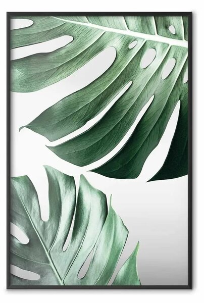 Poster: Foglie di Monstera - composizione di piante tropicali