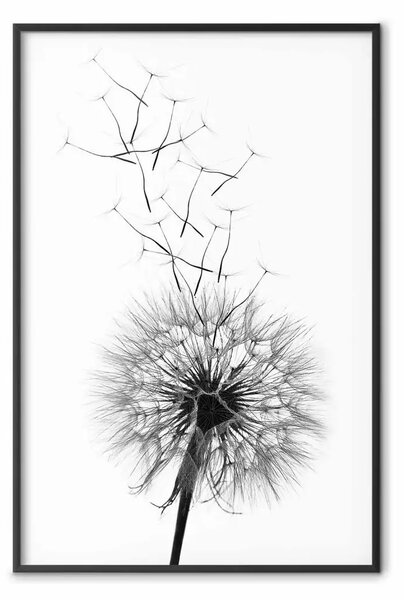 Poster: Dente di leone - composizione bianco e nero con fiore delicato