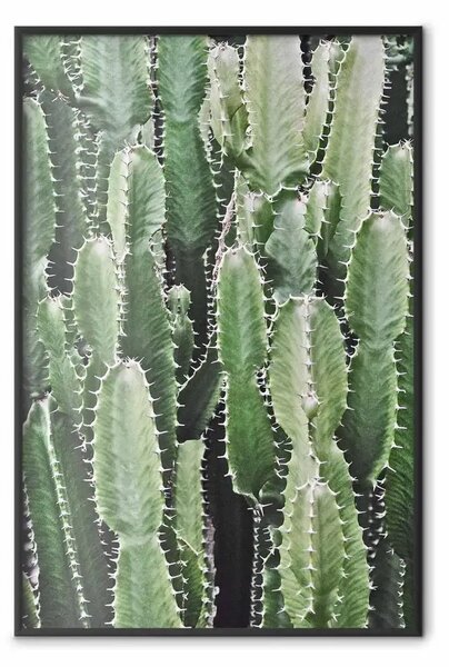 Poster: Giardino di cactus - composizione di piante spinose verdi