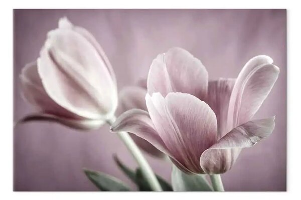 Quadro su tela Natura dei tulipani - tulipano rosa in visione primaverile