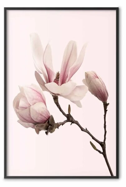 Poster: Fiori che sbocciano: magnolie rosa su sfondo pastello