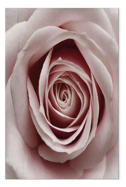 Quadro su tela Incanto rosa - rosa in fiore in tonalità pastello