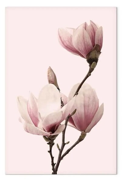 Quadro su tela Respiro di primavera - magnolia rosa in natura