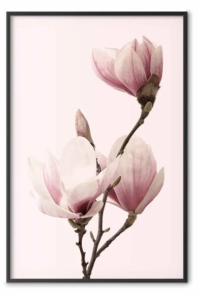 Poster: Fiori stagionali: magnolie rosa chiaro su sfondo pastello