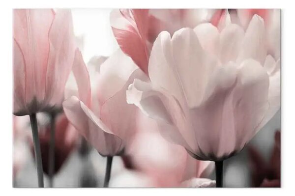 Quadro contemporaneo Petali primaverili - tulipano rosa in natura