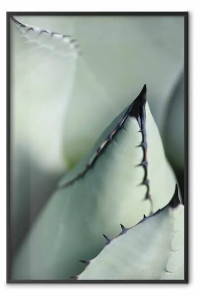 Poster: Spine verdi - una composizione di foglie succulente di colore verde