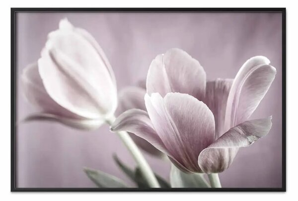 Poster: Tulipani rosa - petali polverosi di fiori primaverili su sfondo rosa